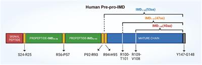 Multi-biological functions of intermedin in diseases